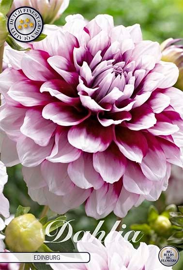 Dahlia Dekorativ Edinburg 1-pack